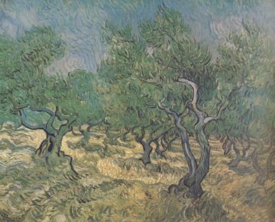 Vincent Van Gogh Olive Grove (nn04) oil painting picture